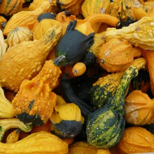 Mixed Gourd Seeds - 10 Count Heirloom Decorative Gourds for Fall Decor - Image 13