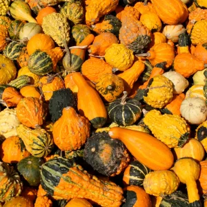 Mixed Gourd Seeds - 10 Count Heirloom Decorative Gourds for Fall Decor - Image 2