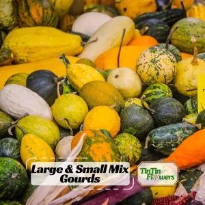 Mixed Gourd Seeds - 10 Count Heirloom Decorative Gourds for Fall Decor - Image 1