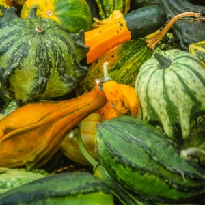 Mixed Gourd Seeds - 10 Count Heirloom Decorative Gourds for Fall Decor - Image 5