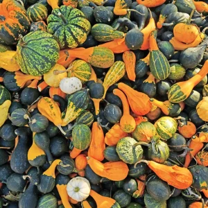 Mixed Gourd Seeds - 10 Count Heirloom Decorative Gourds for Fall Decor - Image 6