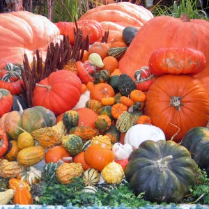 Mixed Gourd Seeds - 10 Count Heirloom Decorative Gourds for Fall Decor - Image 7