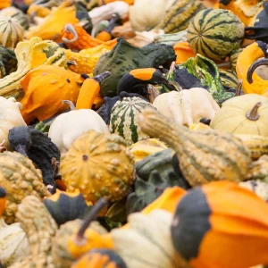 Mixed Gourd Seeds - 10 Count Heirloom Decorative Gourds for Fall Decor - Image 8