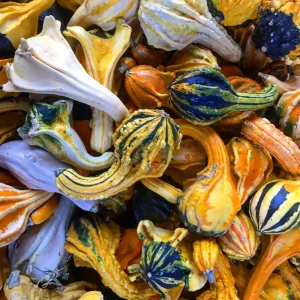 Mixed Gourd Seeds - 10 Count Heirloom Decorative Gourds for Fall Decor - Image 9