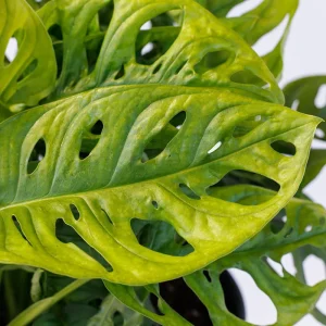 Monstera Adansonii Live Plant – Swiss Cheese Vine – Indoor Houseplant - Image 2