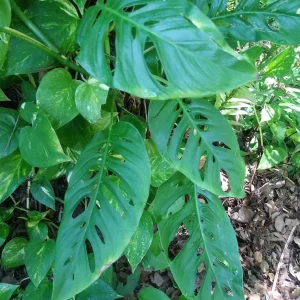 Monstera Adansonii Live Plant – Swiss Cheese Vine – Indoor Houseplant - Image 1