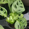 Monstera Adansonii Swiss Cheese Live Plant – 4 inch Pot – Indoor & Outdoor - Image 1