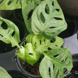Monstera Adansonii Swiss Cheese Live Plant – 4 inch Pot – Indoor & Outdoor - Image 1