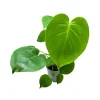 Monstera Deliciosa Live Plant – Iconic Split-Leaf Philodendron Indoor Houseplant - Image 1