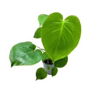 Monstera Deliciosa Live Plant – Iconic Split-Leaf Philodendron Indoor Houseplant - Image 1