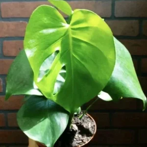 Monstera Deliciosa Live Plant - Swiss Cheese Split Leaf - 12-18