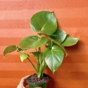 Monstera Deliciosa Live Plant - Swiss Cheese Split Leaf - 12-18