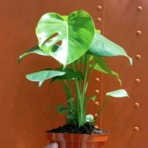 Monstera Deliciosa Live Plant - Swiss Cheese Split Leaf - 12-18