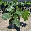 Monstera Deliciosa Live Plant - Swiss Cheese Split Leaf - 12-18" Tall in 4" Pot - Indoor Houseplant - Image 1