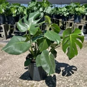 Monstera Deliciosa Live Plant - Swiss Cheese Split Leaf - 12-18