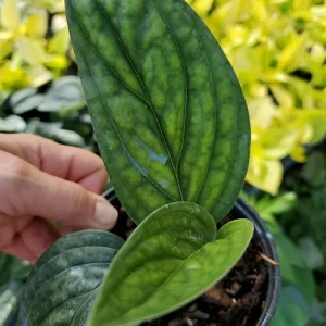 Monstera Peru Green Galaxy Live Plant - 4 inch Pot - Indoor Houseplant - Image 2