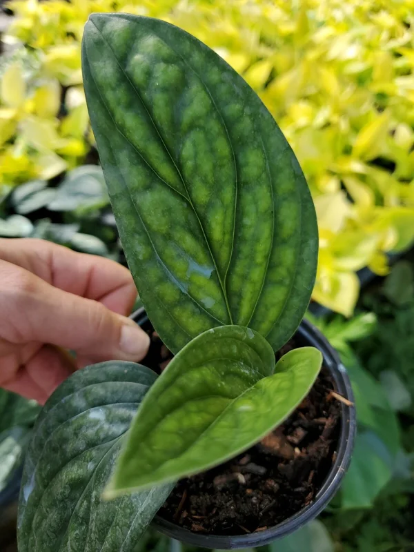 Monstera Peru Green Galaxy Live Plant - 4 inch Pot - Indoor Houseplant - Image 2