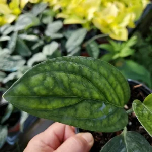 Monstera Peru Green Galaxy Live Plant - 4 inch Pot - Indoor Houseplant - Image 3