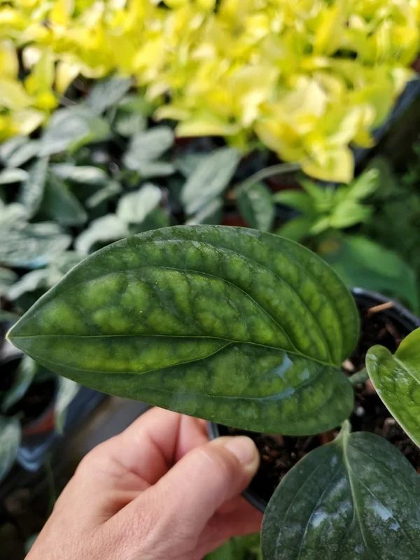Monstera Peru Green Galaxy Live Plant - 4 inch Pot - Indoor Houseplant - Image 3