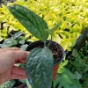 Monstera Peru Green Galaxy Live Plant - 4 inch Pot - Indoor Houseplant - Image 1