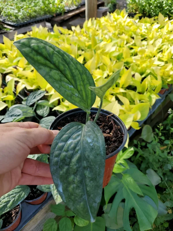 Monstera Peru Green Galaxy Live Plant - 4 inch Pot - Indoor Houseplant - Image 1
