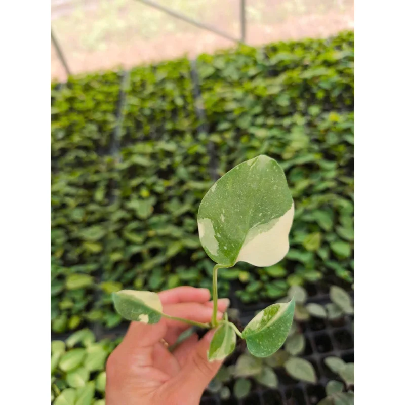 Monstera Thai Constellation Live Plant – 4 inch Pot – Indoor Aroid - Image 2