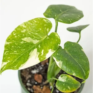 Monstera Thai Constellation Live Plant – 4 inch Pot – Indoor Aroid - Image 3