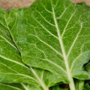 Morris Heading Kale Seeds - 20 Count Pack - Brassica oleracea var. viridis - Cold Hardy Vegetable - Image 2