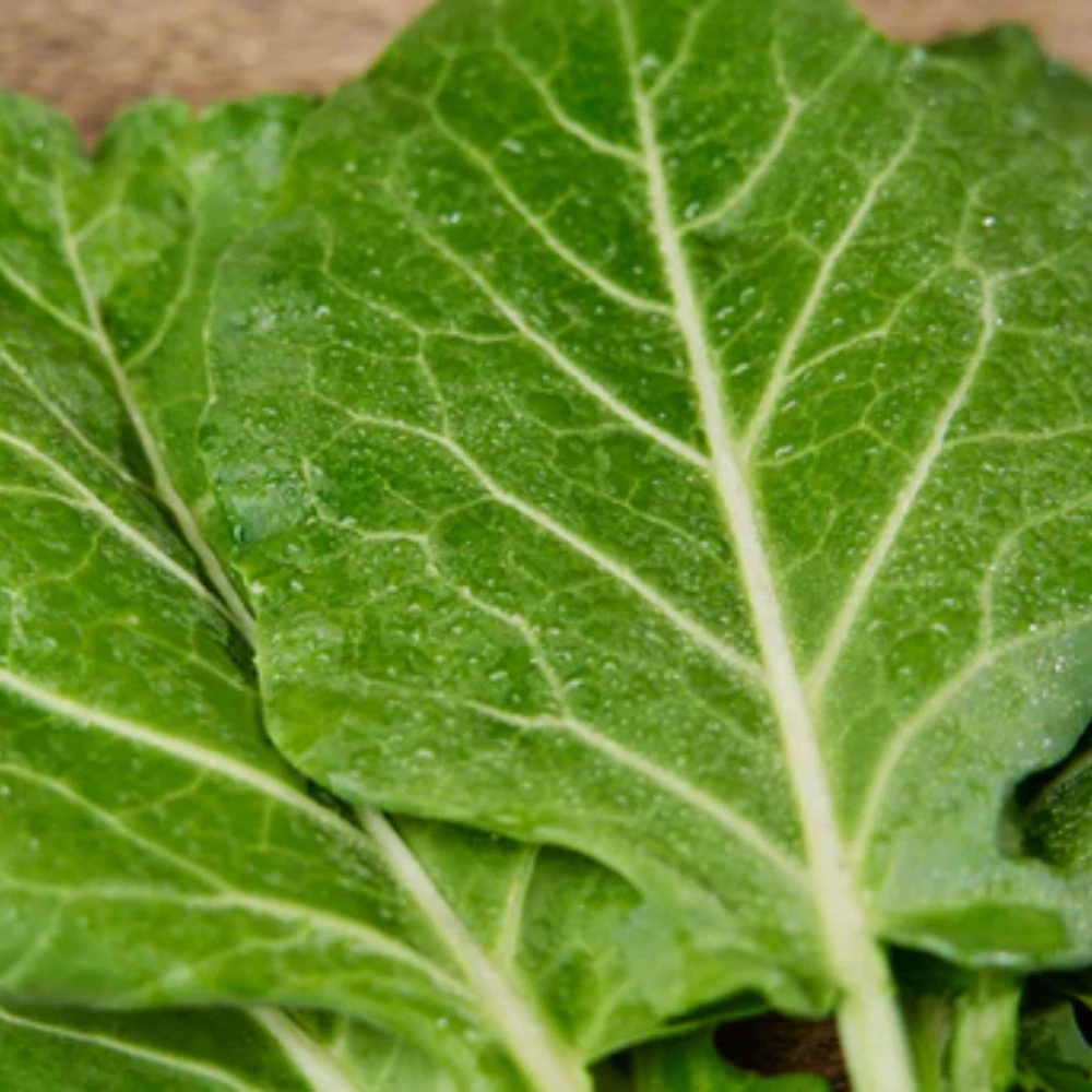 Morris Heading Kale Seeds - 20 Count Pack - Brassica oleracea var. viridis - Cold Hardy Vegetable - Image 2