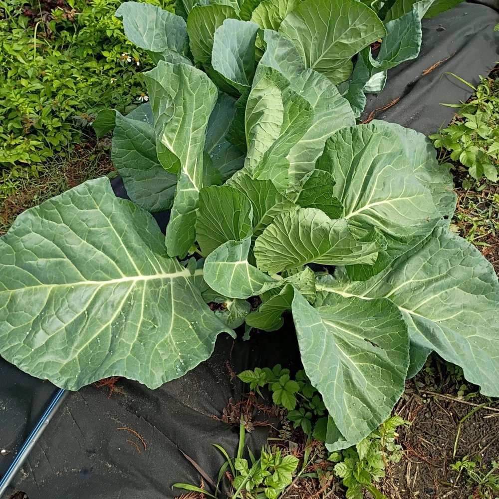 Morris Heading Kale Seeds - 20 Count Pack - Brassica oleracea var. viridis - Cold Hardy Vegetable - Image 3
