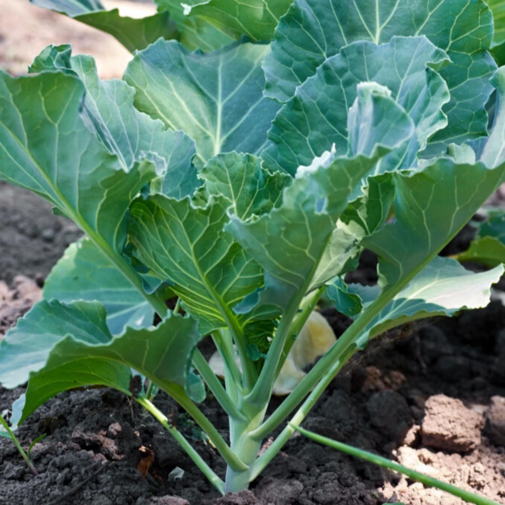 Morris Heading Kale Seeds - 20 Count Pack - Brassica oleracea var. viridis - Cold Hardy Vegetable - Image 4