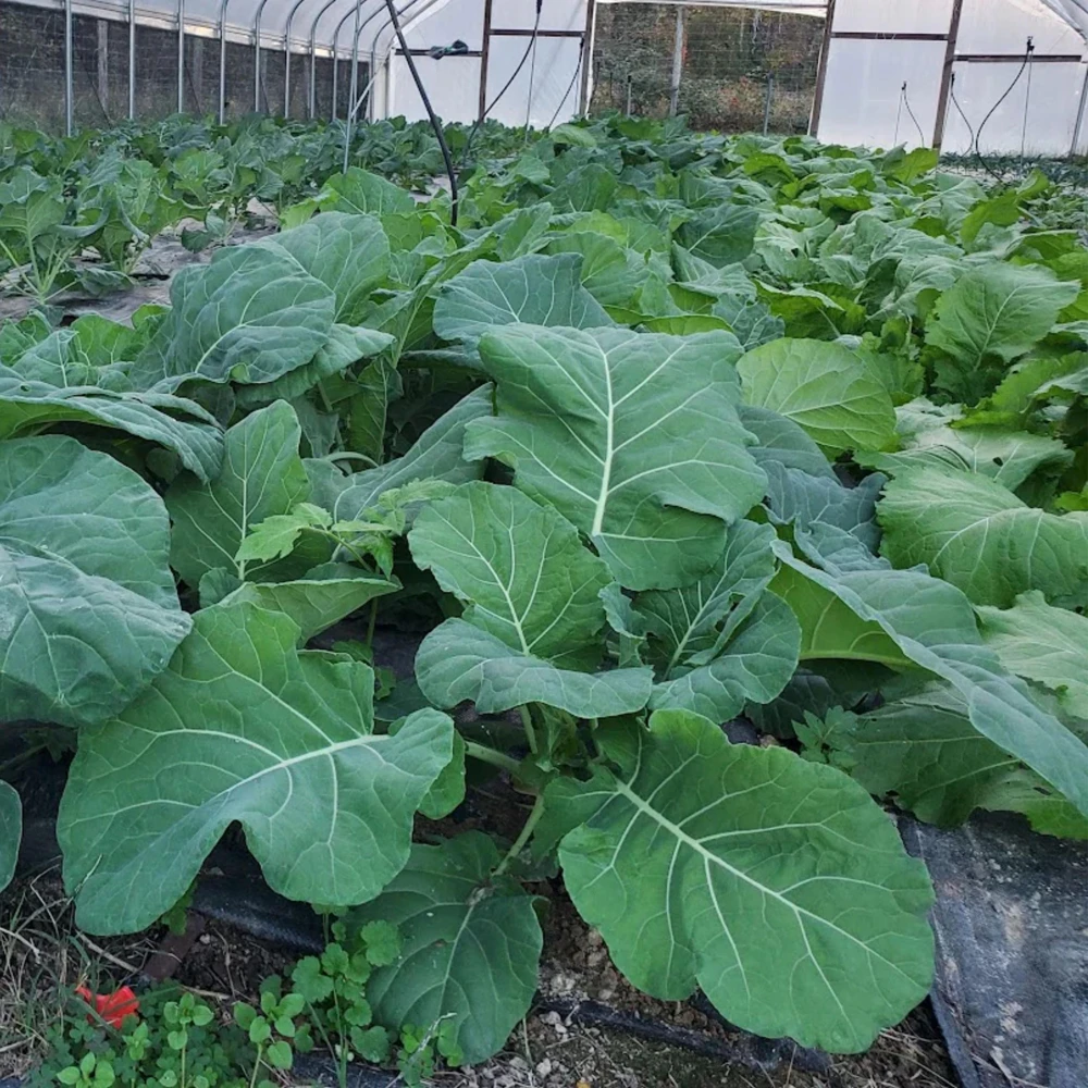 Morris Heading Kale Seeds - 20 Count Pack - Brassica oleracea var. viridis - Cold Hardy Vegetable - Image 6
