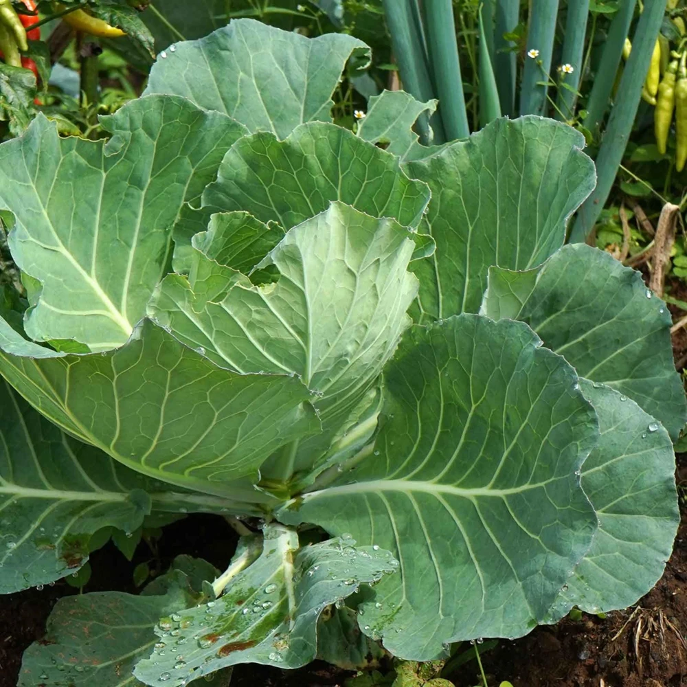 Morris Heading Kale Seeds - 20 Count Pack - Brassica oleracea var. viridis - Cold Hardy Vegetable - Image 7