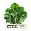 Morris Heading Kale Seeds - 20 Count Pack - Brassica oleracea var. viridis - Cold Hardy Vegetable - Image 1