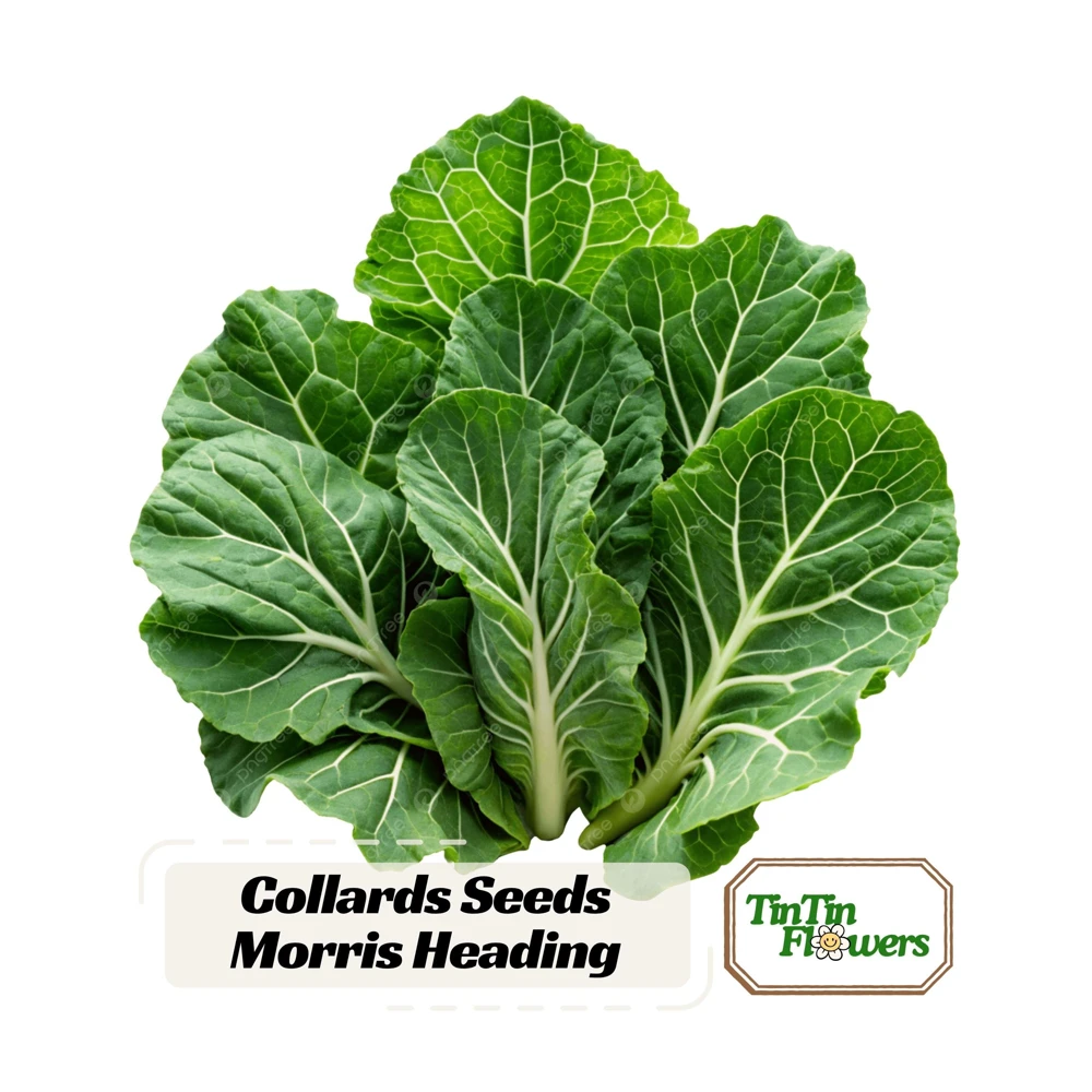 Morris Heading Kale Seeds - 20 Count Pack - Brassica oleracea var. viridis - Cold Hardy Vegetable - Image 1