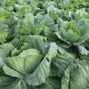 Morris Heading Kale Seeds - 20 Count Pack - Brassica oleracea var. viridis - Cold Hardy Vegetable - Image 8