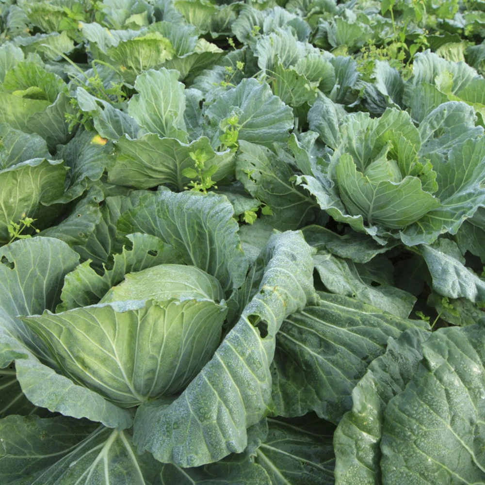 Morris Heading Kale Seeds - 20 Count Pack - Brassica oleracea var. viridis - Cold Hardy Vegetable - Image 8