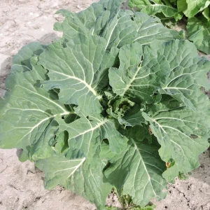 Morris Heading Kale Seeds - 20 Count Pack - Brassica oleracea var. viridis - Cold Hardy Vegetable - Image 9