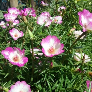 Moss Rose Seeds - Portulaca Grandiflora Double Mixed Color Blooms - 50 Seeds - Image 11