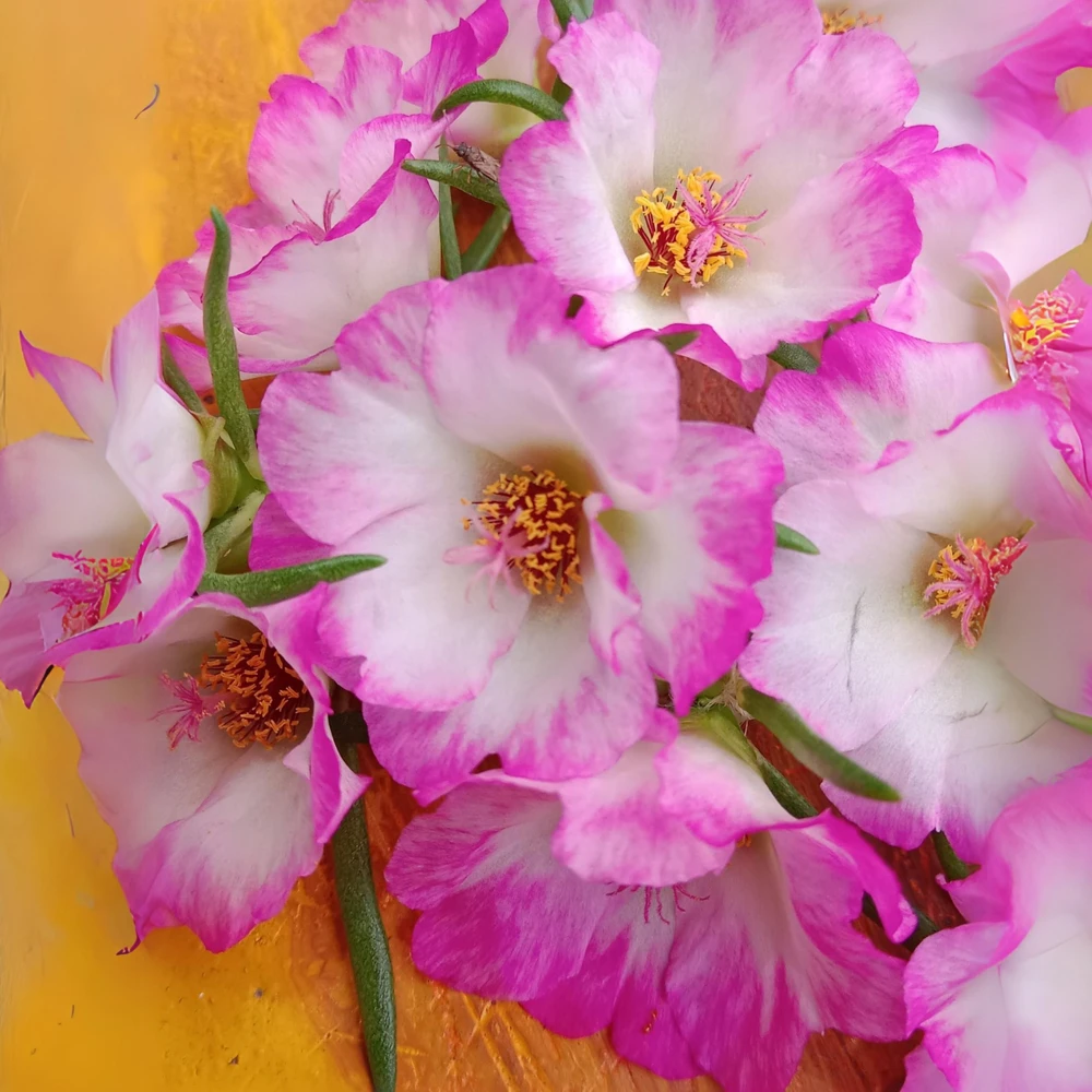 Moss Rose Seeds - Portulaca Grandiflora Double Mixed Color Blooms - 50 Seeds - Image 2
