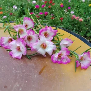 Moss Rose Seeds - Portulaca Grandiflora Double Mixed Color Blooms - 50 Seeds - Image 3