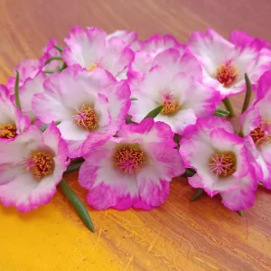 Moss Rose Seeds - Portulaca Grandiflora Double Mixed Color Blooms - 50 Seeds - Image 4