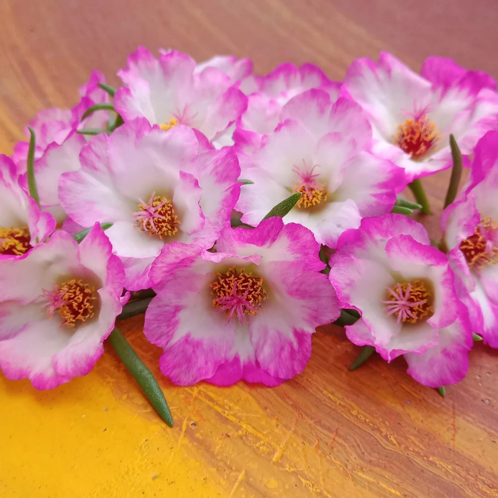 Moss Rose Seeds - Portulaca Grandiflora Double Mixed Color Blooms - 50 Seeds - Image 4