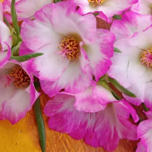 Moss Rose Seeds - Portulaca Grandiflora Double Mixed Color Blooms - 50 Seeds - Image 5