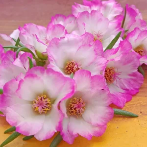Moss Rose Seeds - Portulaca Grandiflora Double Mixed Color Blooms - 50 Seeds - Image 6