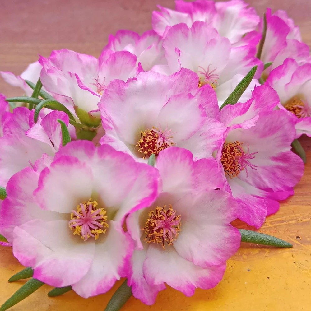 Moss Rose Seeds - Portulaca Grandiflora Double Mixed Color Blooms - 50 Seeds - Image 6