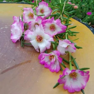 Moss Rose Seeds - Portulaca Grandiflora Double Mixed Color Blooms - 50 Seeds - Image 7