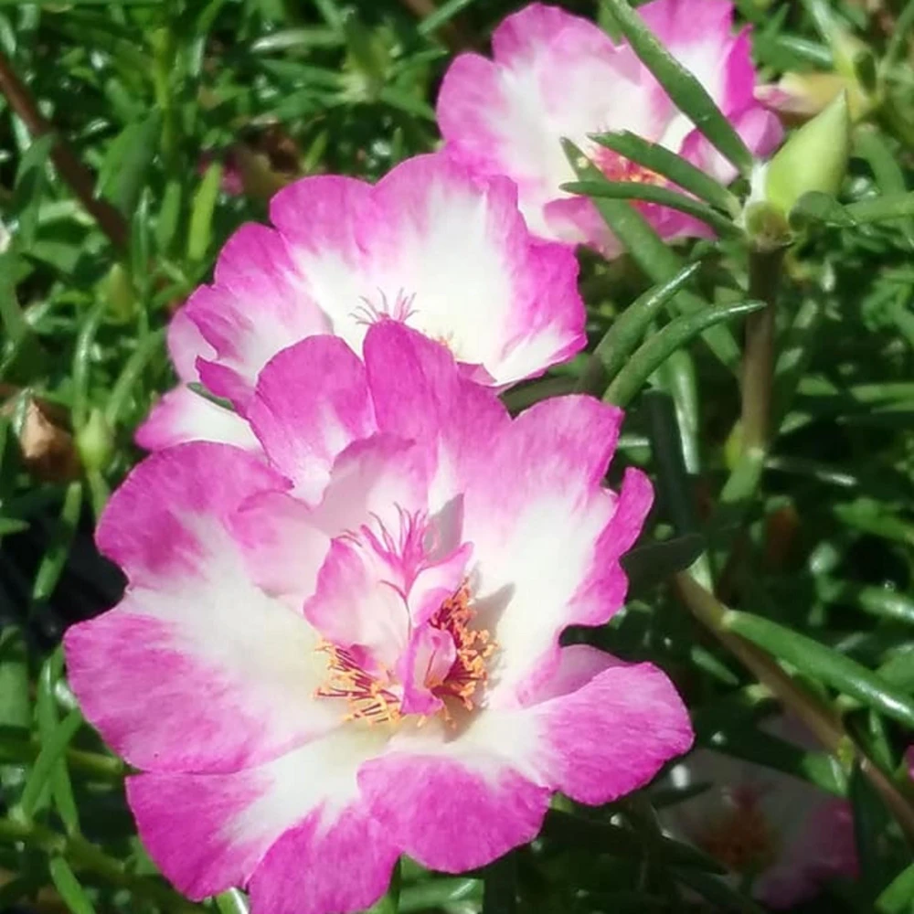 Moss Rose Seeds - Portulaca Grandiflora Double Mixed Color Blooms - 50 Seeds - Image 8