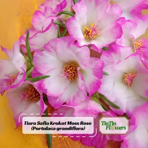 Moss Rose Seeds - Portulaca Grandiflora Double Mixed Color Blooms - 50 Seeds - Image 1