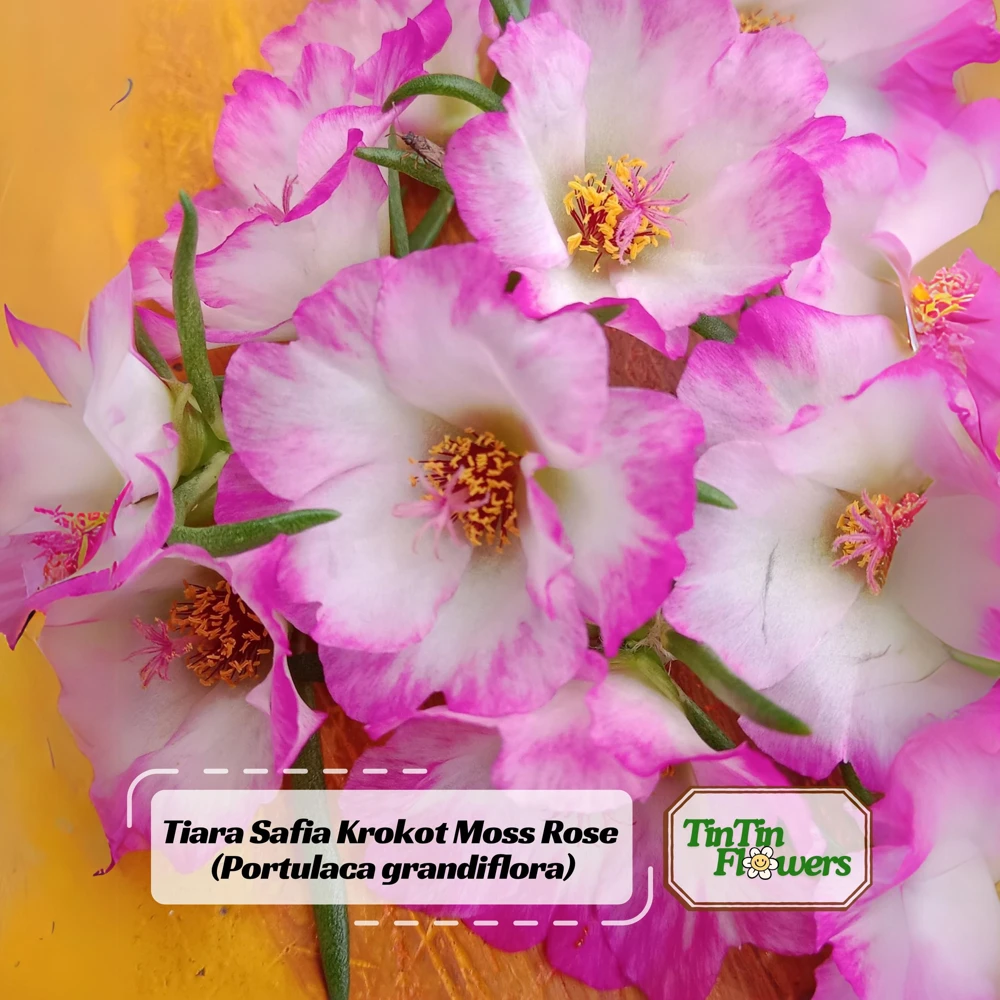 Moss Rose Seeds - Portulaca Grandiflora Double Mixed Color Blooms - 50 Seeds - Image 1